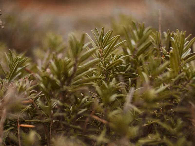 فوائد الزعتر